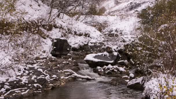 Las primeras hojas amarillas y nevadas a orillas del río en las montañas del Cáucaso . — Vídeo de stock