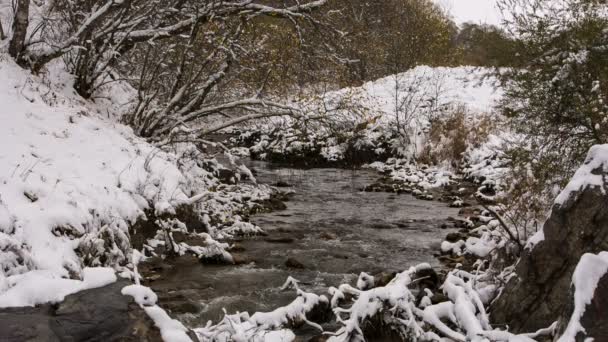 De eerste sneeuw en gele bladeren aan de oevers van de rivier in de bergen van de Kaukasus. — Stockvideo