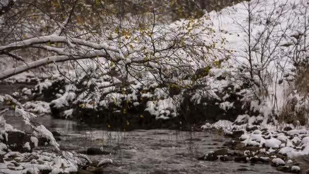 De eerste sneeuw en gele bladeren aan de oevers van de rivier in de bergen van de Kaukasus. — Stockvideo