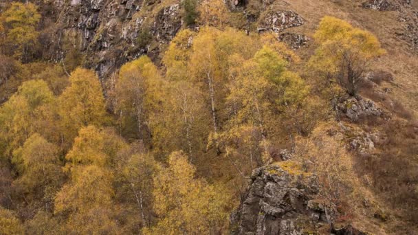 Feuilles jaunes sur les arbres automne doré dans les montagnes du Caucase . — Video