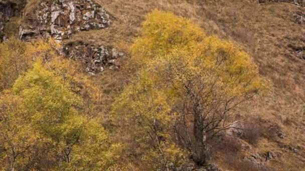 Feuilles jaunes sur les arbres automne doré dans les montagnes du Caucase . — Video