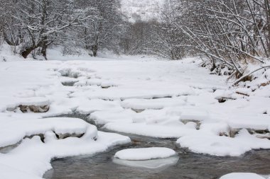 Huş ağaçları dağlarda hoarfrost.