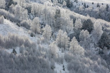  Kafkas Dağları, Kabardey-çatışmalar işgalciler. Huş ağaçları dağlarda hoarfrost.