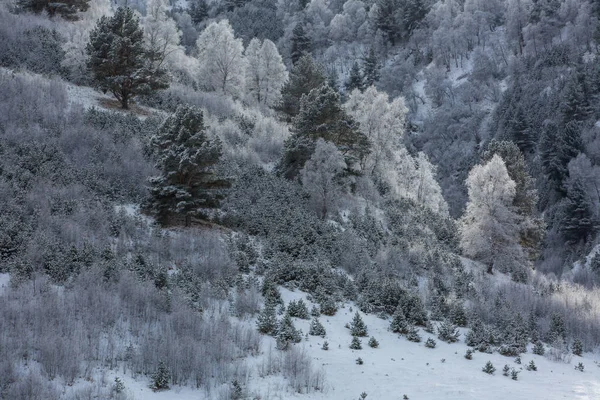 Βουνά του Καυκάσου, της Καμπαρντίνο-Μπαλκάρια. Παγετός στις σημύδες στα βουνά. — Φωτογραφία Αρχείου