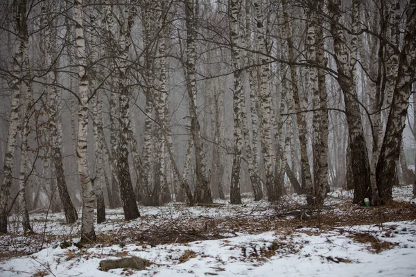 Huş ağaçları Kafkasya dağlarında kış puslu ormandaki yaprakları olmadan