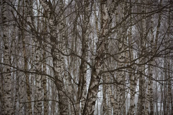 Huş ağaçları Kafkasya dağlarında kış puslu ormandaki yaprakları olmadan