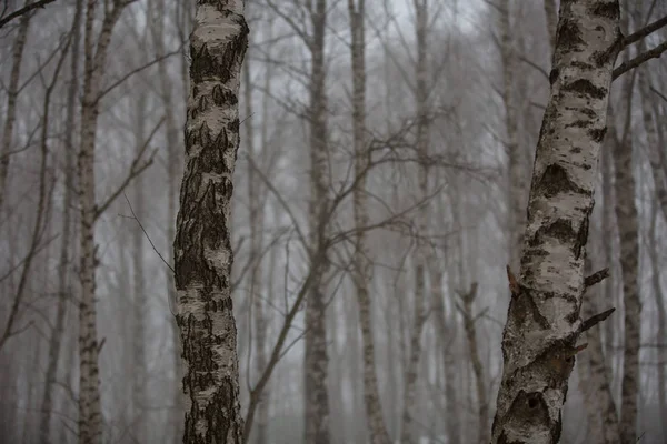 Birken ohne Blätter im winterlichen Nebelwald in den Bergen des Kaukasus — Stockfoto