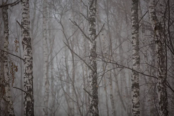 Huş ağaçları Kafkasya dağlarında kış puslu ormandaki yaprakları olmadan