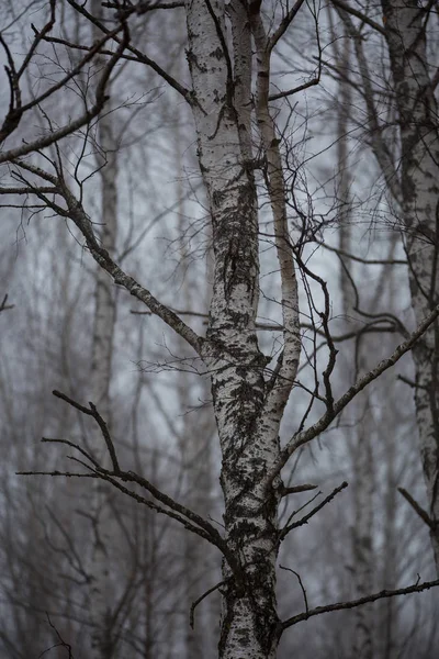 Birken ohne Blätter im winterlichen Nebelwald in den Bergen des Kaukasus — Stockfoto