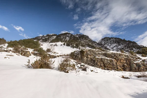 Paesaggio montano invernale con pineta e betulla . — Foto Stock