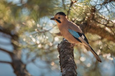 Bird Jay on a pine branch on a bright sunny winter day on the background clipart