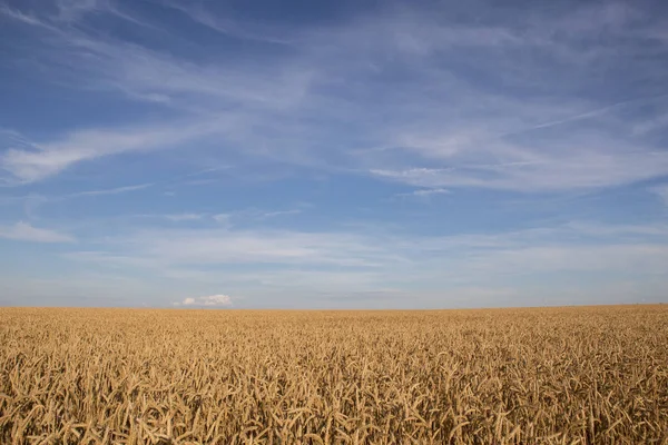 Campo d'oro di grano maturo negli ultimi raggi del sole — Foto Stock