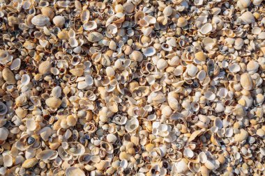 Yarımada Kırım'da, Azak Denizi'nin kıyısında. Plaj covere olduğunu