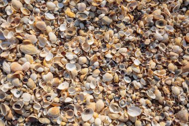 Yarımada Kırım'da, Azak Denizi'nin kıyısında. Plaj covere olduğunu