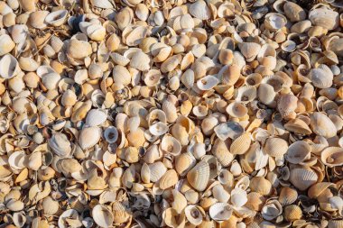 Yarımada Kırım'da, Azak Denizi'nin kıyısında. Plaj covere olduğunu