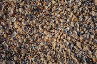 Yarımada Kırım'da, Azak Denizi'nin kıyısında. Plaj covere olduğunu