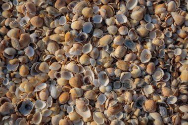 Yarımada Kırım'da, Azak Denizi'nin kıyısında. Plaj covere olduğunu