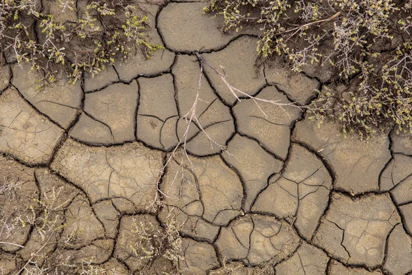 La texture de la surface de la terre qui a craqué de dr — Photo