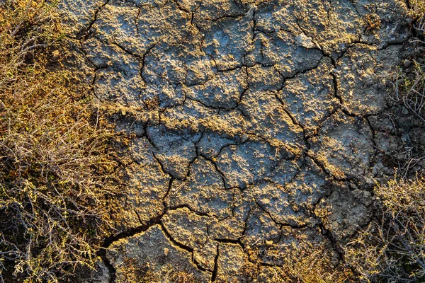 The texture of the surface of the earth that has cracked from dr — Stock Photo, Image