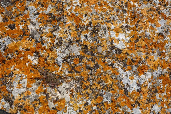 Achtergrondpatronen. Stone texture close-up met kleurrijke stippen — Stockfoto