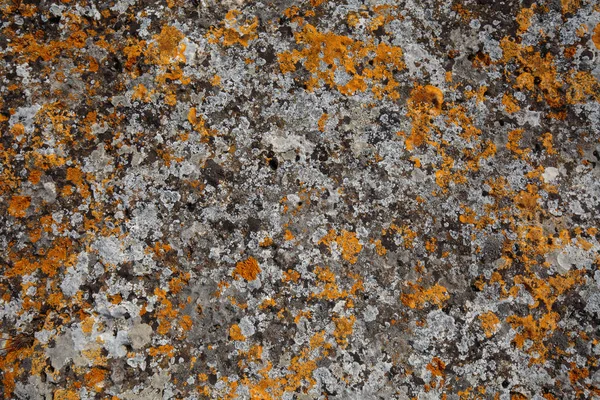 Achtergrondpatronen. Stone texture close-up met kleurrijke stippen — Stockfoto