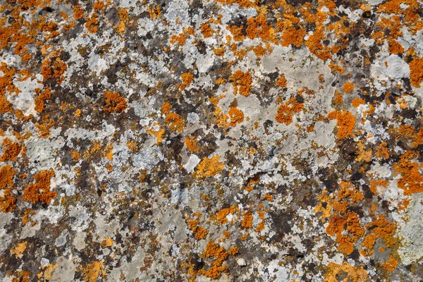 Achtergrondpatronen. Stone texture close-up met kleurrijke stippen — Stockfoto