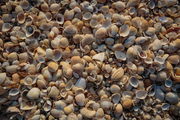 La península la Crimea, la costa del mar de Azov. La playa está cubierta — Foto de Stock