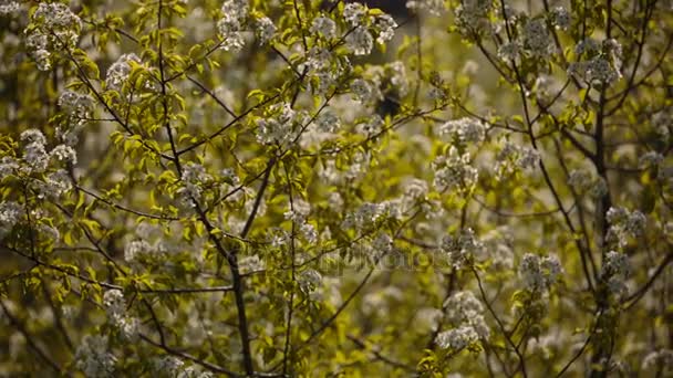 Rami fioriti di alberi da frutto albicocche, ciliegie, prugne ondeggianti nel vento nel giardino in primavera — Video Stock