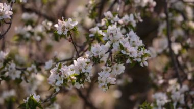 Çiçekli dallar meyve ağaçları kayısı, kiraz, Erik bahar bahçe rüzgarda sallanan