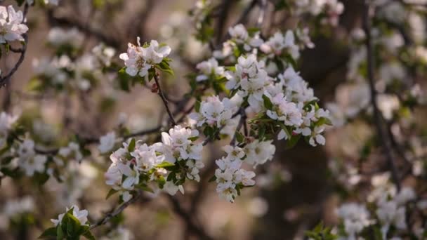 Blütenzweige von Obstbäumen Aprikosen, Kirschen, Zwetschgen wiegen sich im Frühling im Wind im Garten — Stockvideo