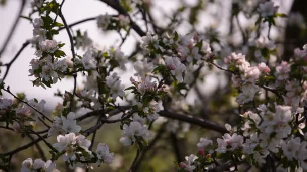 Rami fioriti di alberi da frutto albicocche, ciliegie, prugne ondeggianti nel vento nel giardino in primavera — Video Stock