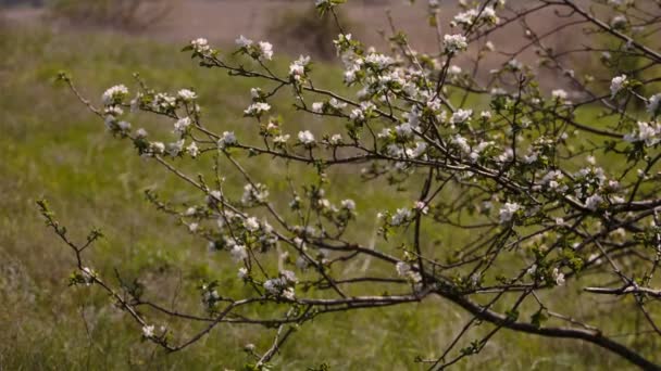 Kwitnące gałęzie owoców drzew moreli, wiśni, śliwek, kołyszące się na wietrze, w ogrodzie na wiosnę — Wideo stockowe