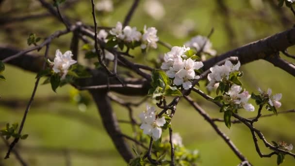 Gyümölcs fák kajszibarack, cseresznye, szilva, imbolygott a szélben a kertben a tavasszal virágzó ága — Stock videók