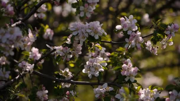 Rami fioriti di alberi da frutto albicocche, ciliegie, prugne ondeggianti nel vento nel giardino in primavera — Video Stock