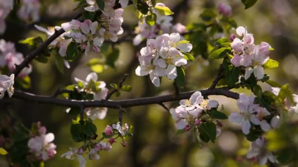 Blütenzweige von Obstbäumen Aprikosen, Kirschen, Zwetschgen wiegen sich im Frühling im Wind im Garten — Stockvideo