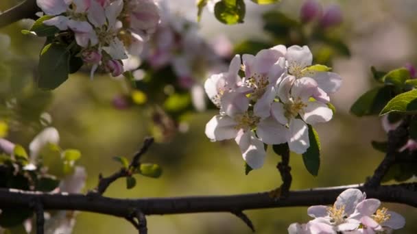 Ramas florecientes de árboles frutales albaricoques, cerezas, ciruelas balanceándose en el viento en el jardín en la primavera — Vídeo de stock