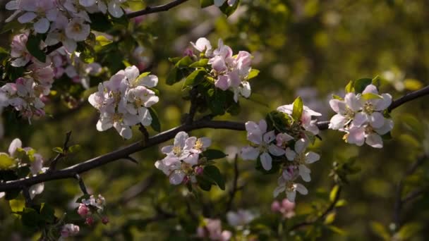 Kwitnące gałęzie owoców drzew moreli, wiśni, śliwek, kołyszące się na wietrze, w ogrodzie na wiosnę — Wideo stockowe