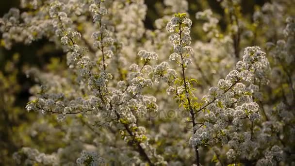 Bloeiende takken van fruit bomen abrikozen, kersen, pruimen, zwaaiend in de wind in de tuin in het voorjaar — Stockvideo