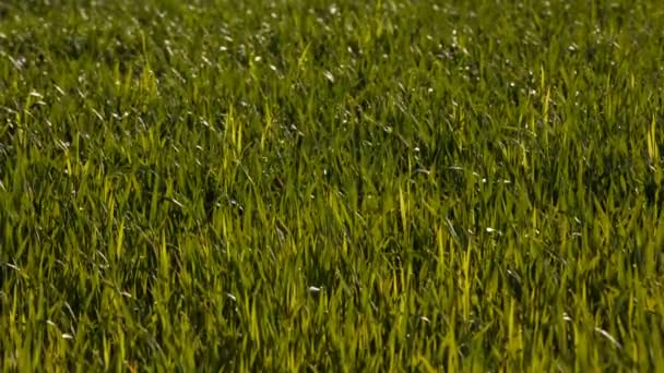 快速移动的云在春天在麦田中唐了一望无际的草原. — 图库视频影像