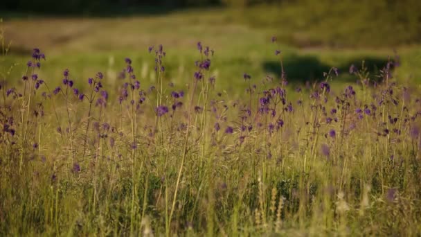 Blomning av fältet örter i slutet av våren i steppesna av Don på kvällen vid solnedgången. — Stockvideo