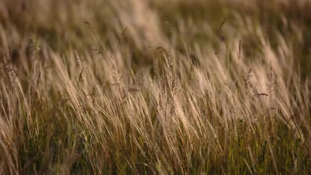 Floração do campo de ervas no final da primavera nas estepes do Don à noite ao pôr do sol . — Vídeo de Stock