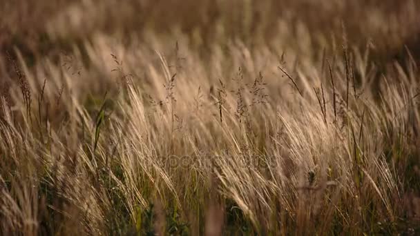 Florecimiento del campo de hierbas a finales de primavera en las estepas del Don en la noche al atardecer . — Vídeo de stock