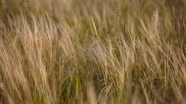 Florecimiento del campo de hierbas a finales de primavera en las estepas del Don en la noche al atardecer . — Vídeo de stock