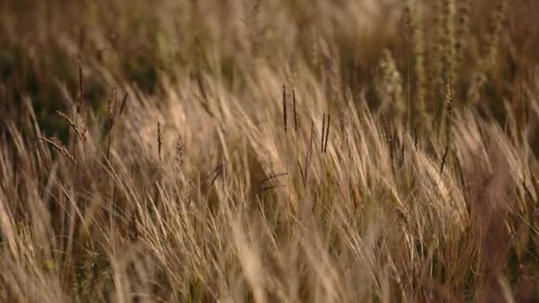 Florecimiento del campo de hierbas a finales de primavera en las estepas del Don en la noche al atardecer . — Vídeos de Stock