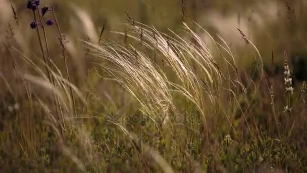 Florecimiento del campo de hierbas a finales de primavera en las estepas del Don en la noche al atardecer . — Vídeo de stock