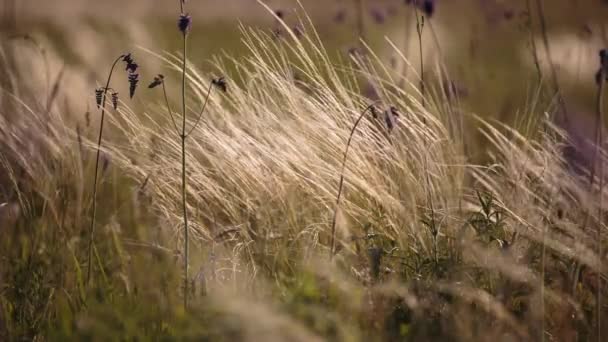 Fioritura del campo di erbe in tarda primavera nelle steppe del Don la sera al tramonto . — Video Stock