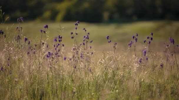 Flowering of the herbs field in late spring in the steppes of the Don in the evening at sunset. — Stock Video