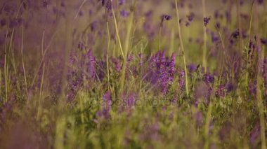 Çiçekli bitkiler alanının geç ilkbaharda Don bozkırlarında içinde günbatımı de akşam.