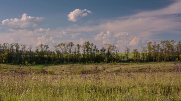 Snabb förflyttning av moln under våren över vetefält i ändlösa steppesna av Don. — Stockvideo