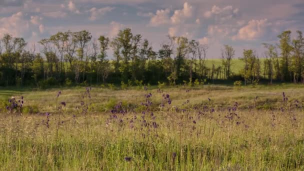 Movimento rápido de nuvens na primavera sobre campos de trigo nas estepes infinitas do Don . — Vídeo de Stock